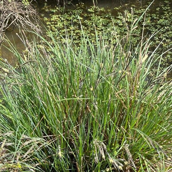 Common sedge (Carex nigra)