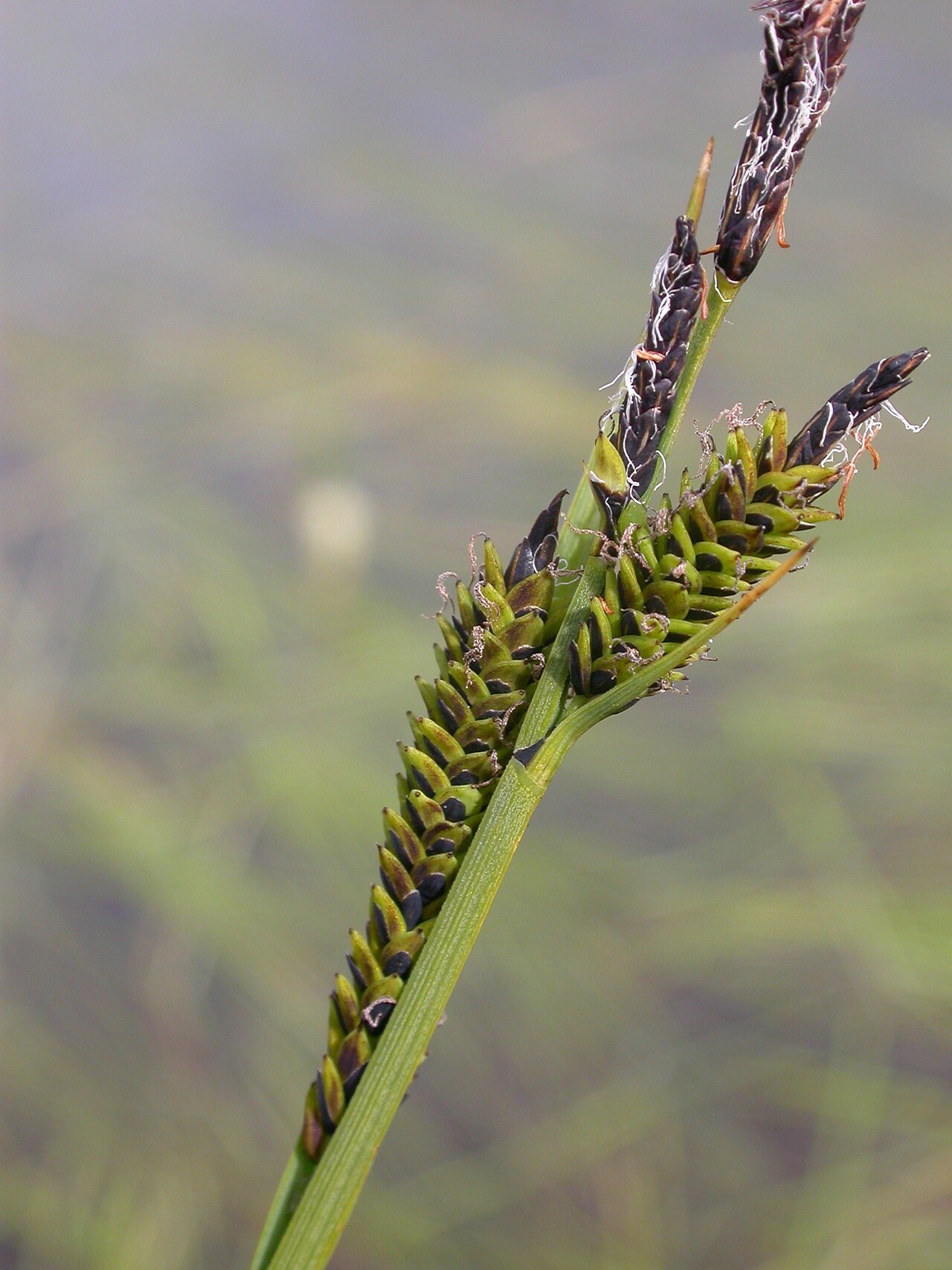 Common sedge: Carex nigra Zermatt, Riffelberg (Kanton Wallis, Switzerland), 2500 m Author: Barbara Studer – own photograph Date: 2.08.06