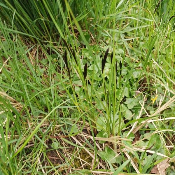 Common sedge (Carex nigra)