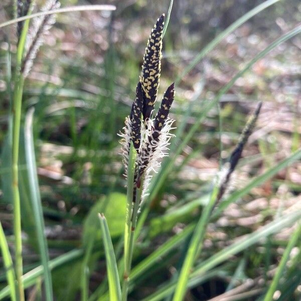 Common sedge (Carex nigra)