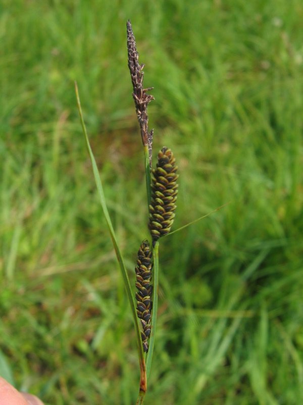 Common sedge: Braune Segge Carex Nigra , Warnow Wiesen nahe Rostock