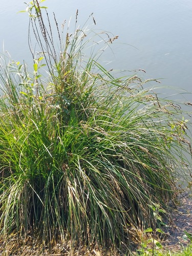 Greater tussock-sedge (Carex paniculata)