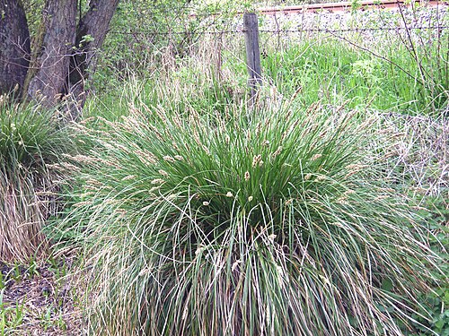 Greater tussock-sedge: Rispen-Segge ( Carex paniculata ), Horst (tussock), Nordwestdeutschland