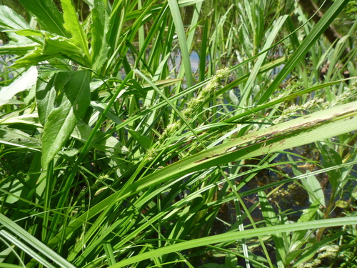 Greater tussock-sedge (Carex paniculata)