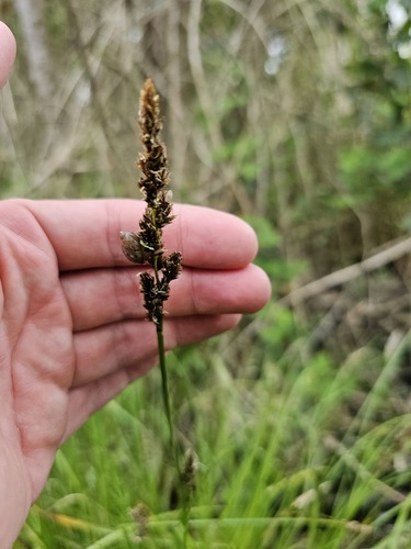 Greater tussock-sedge (Carex paniculata)