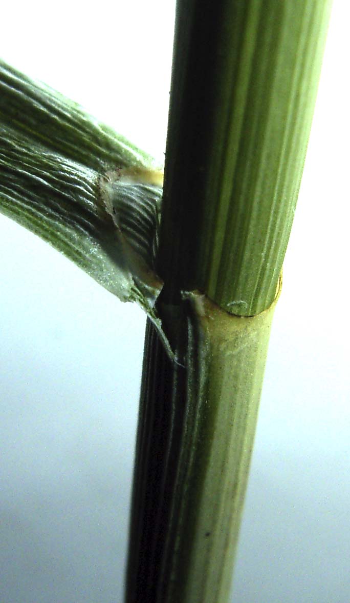 Greater tussock-sedge: Rispen-Segge ( Carex paniculata ), Blatthäutchen, Nordwestdeutschland