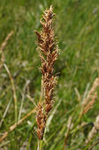 Greater tussock-sedge (Carex paniculata)