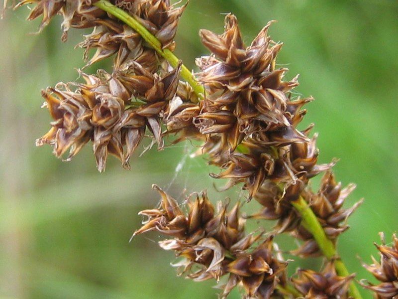 Greater tussock-sedge: Rispen-Segge Carex paniculata , Weißer See, Mecklenburg-Vorpommern