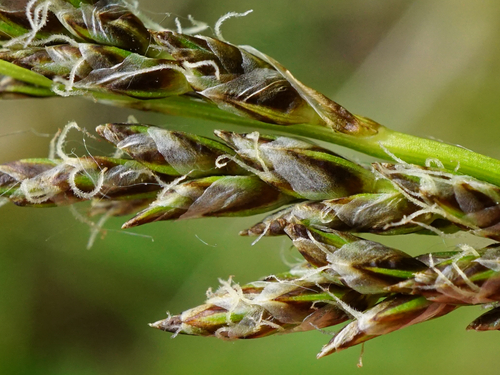 Greater tussock-sedge (Carex paniculata)