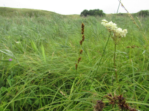Greater tussock-sedge (Carex paniculata)
