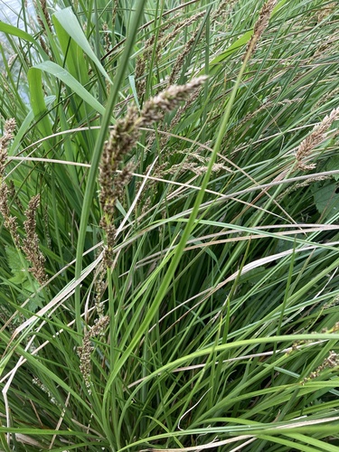 Greater tussock-sedge (Carex paniculata)