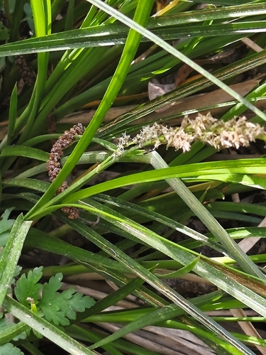 Greater tussock-sedge (Carex paniculata)
