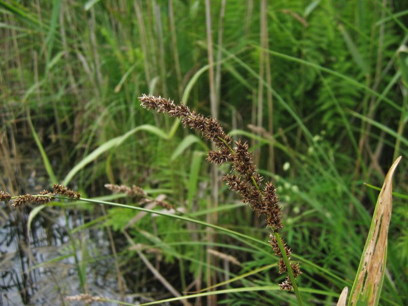 Greater tussock-sedge: Rispen-Segge Carex paniculata , Weißer See, Mecklenburg-Vorpommern
