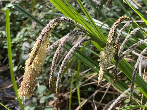 Hanging sedge (Carex pendula)