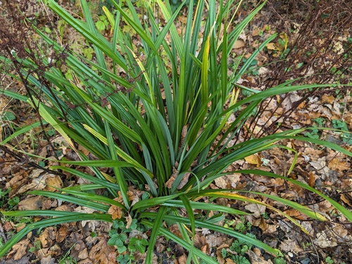 Hanging sedge (Carex pendula)
