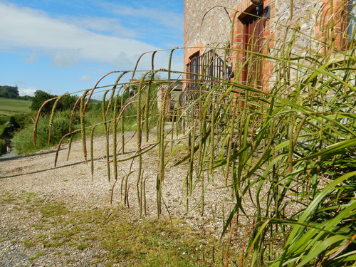 Hanging sedge (Carex pendula)