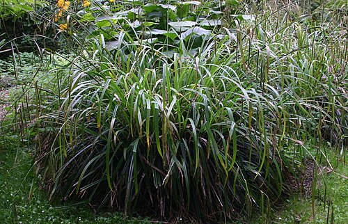 Hanging sedge: Carex pendula : habit.