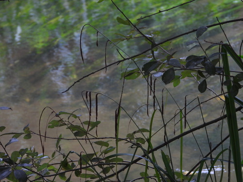 Hanging sedge (Carex pendula)