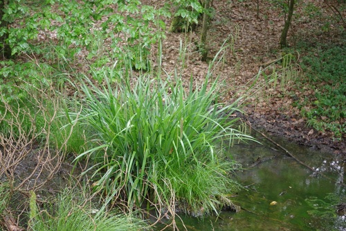 Hanging sedge (Carex pendula)