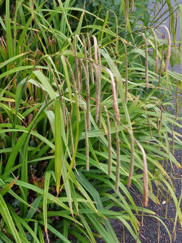 Hanging sedge (Carex pendula)