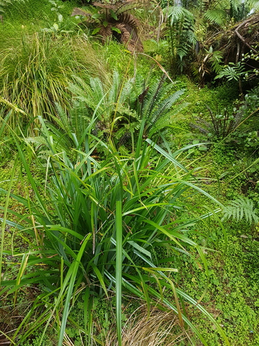 Hanging sedge (Carex pendula)