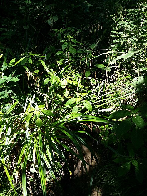 Hanging sedge: Habitus Taxonym: Carex agastachys ss Fischer et al. EfÖLS 2008 ISBN 978-3-85474-187-9 Location: Ernstbrunner Wald next to Gärtnerkreuz, district Korneuburg, Low
