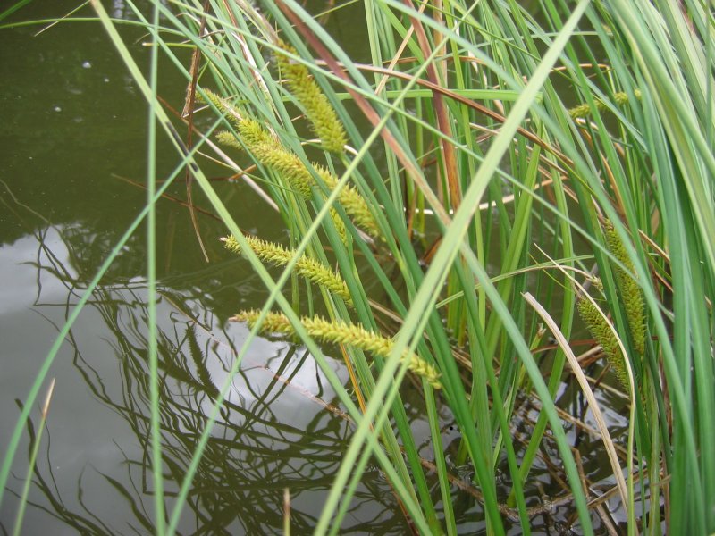 Beaked sedge: Schnabel-Segge Carex rostrata , Weißer See, Mecklenburg-Vorpommern