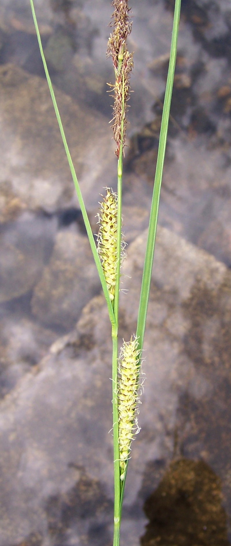 Beaked sedge: Carex rostrata (pl. turzyca dzióbkowata), habitat: Tatra Mountains , Dolina Gąsienicowa, Staw Litmanowy Gąsienicowy