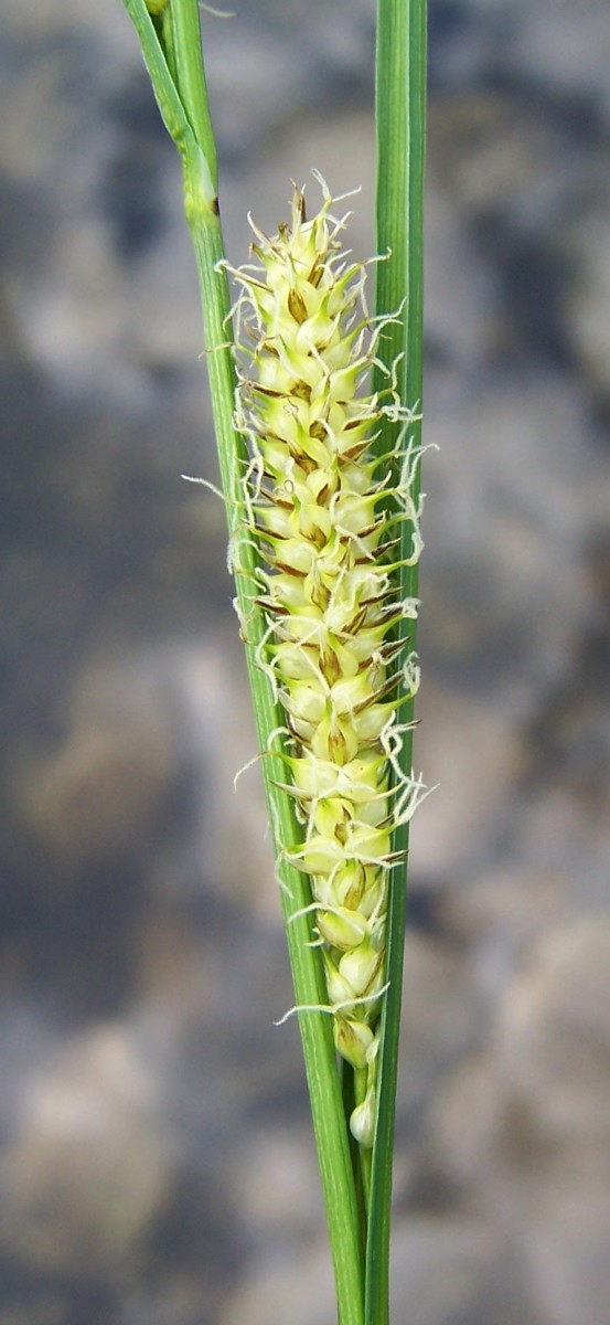 Beaked sedge: Carex rostrata (pl. Turzyca dzióbkowata), habitat: Tatra Mountains , Dolina Gąsienicowa, Staw Litmanowy Gąsienicowy