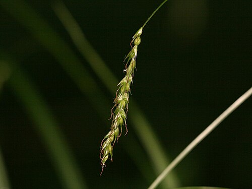 European woodland sedge: Wald-Segge