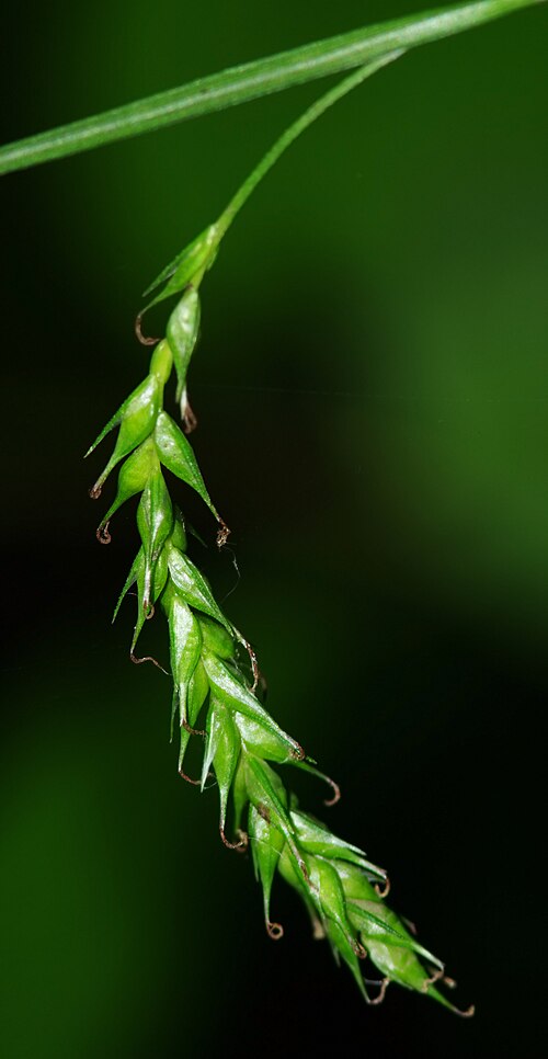 European woodland sedge: Turzyca leśna (Carex sylvatica) - Młaki nad Pogorią I / Dąbrowa Górnicza