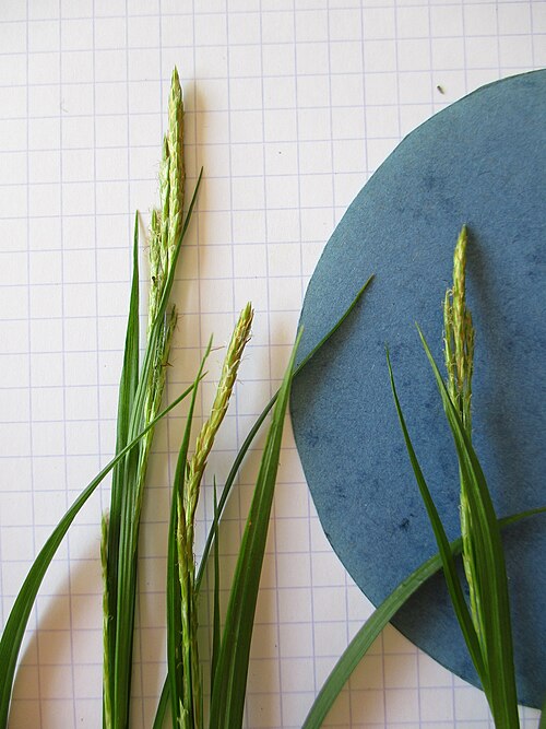European woodland sedge: Carex sylvatica