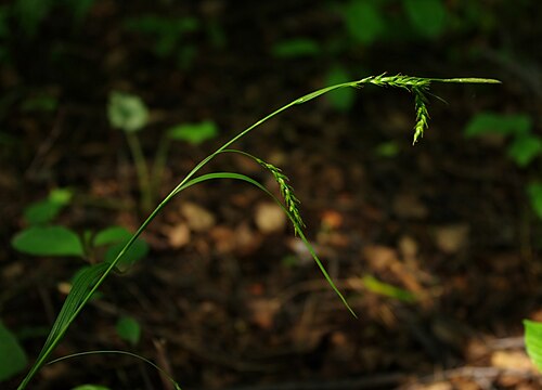 European woodland sedge: Turzyca leśna (Carex sylvatica) - Młaki nad Pogorią I / Dąbrowa Górnicza