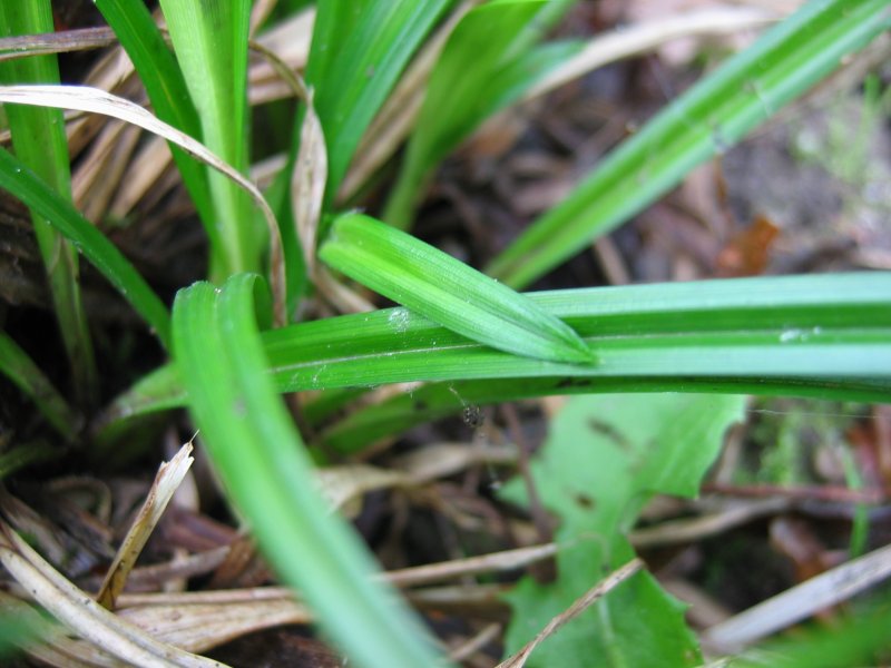 European woodland sedge: Wald-Segge Carex sylvatica , Rügen