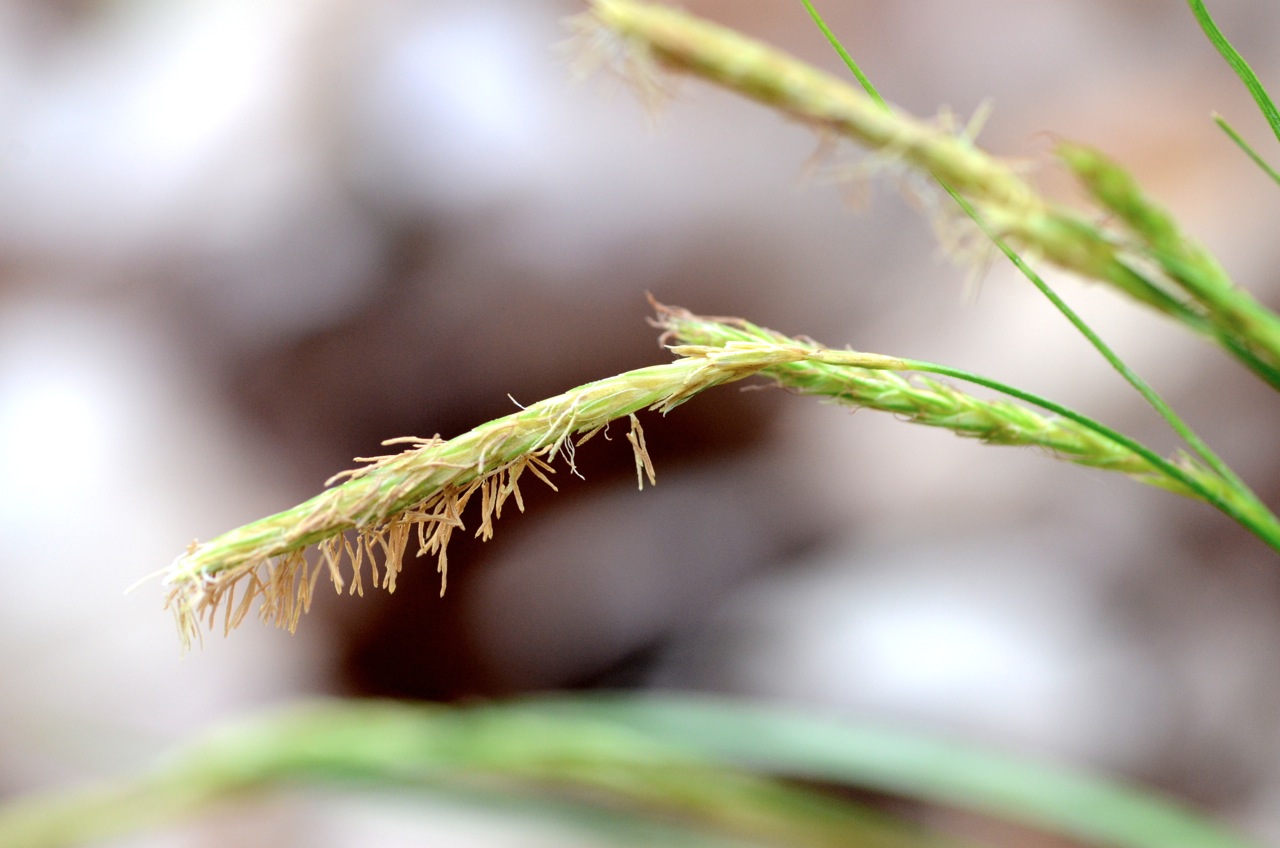 European woodland sedge: Carex sylvatica