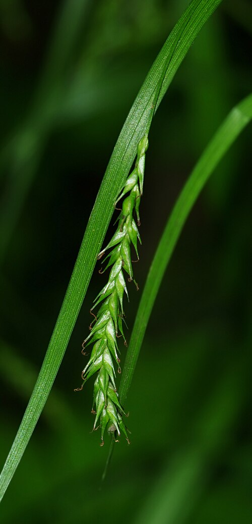 European woodland sedge: Turzyca leśna (Carex sylvatica) - Młaki nad Pogorią I / Dąbrowa Górnicza
