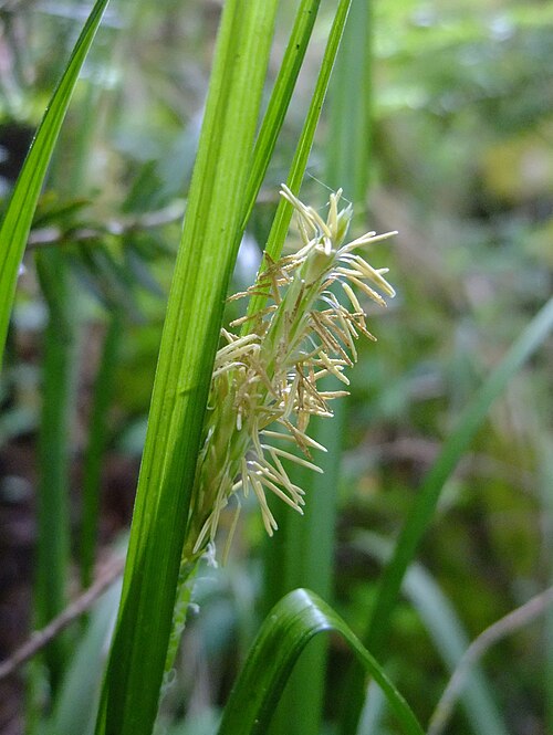 European woodland sedge: Carex sylvatica