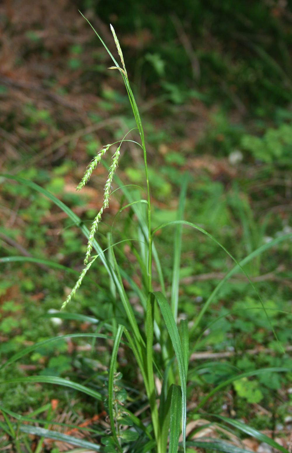 European woodland sedge: Wald-Segge ( Carex sylvatica ), Sauergräser (Cyperaceae) - Österreich/Austria/Autriche: Oberösterreich, Hausruckviertel, ca. 2.4 km NE Forsthaus Redltal, ca. 68