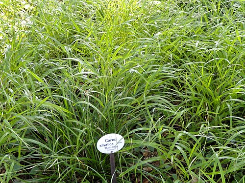 European woodland sedge: Botanical specimen in the Botanischer Garten, Frankfurt am Main, located at Siesmayerstraße 72, Frankfurt am Main, Germany.