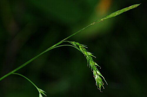 European woodland sedge: Turzyca leśna (Carex sylvatica) - Młaki nad Pogorią I / Dąbrowa Górnicza