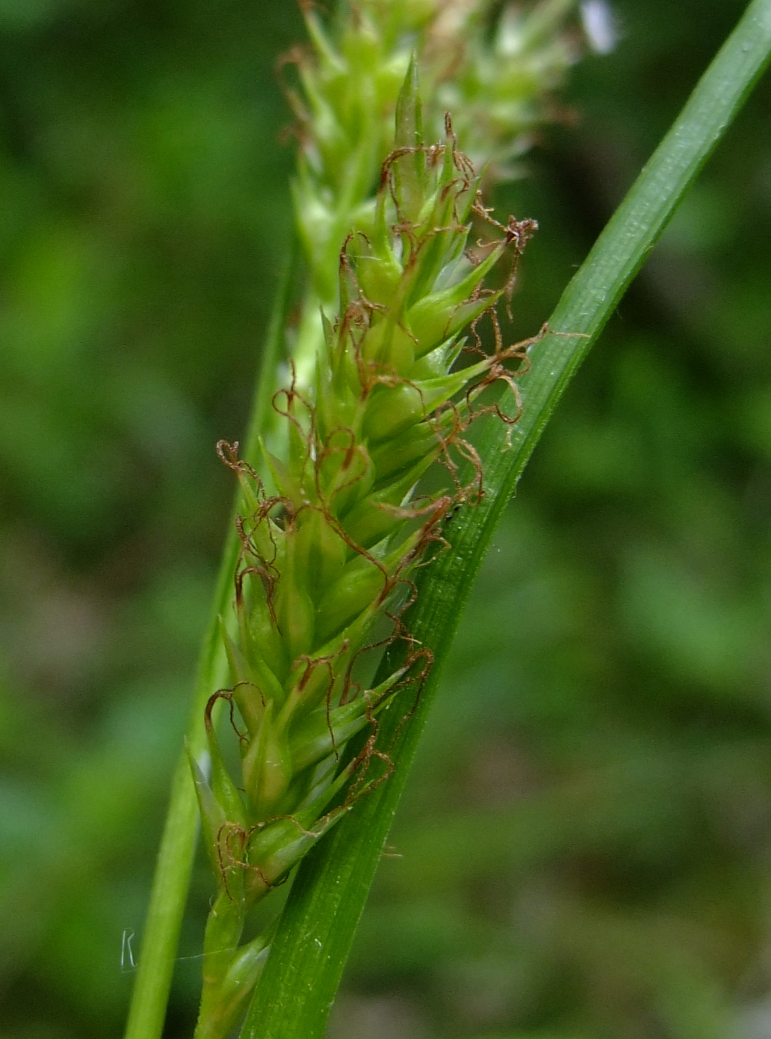 European woodland sedge: Carex sylvatica
