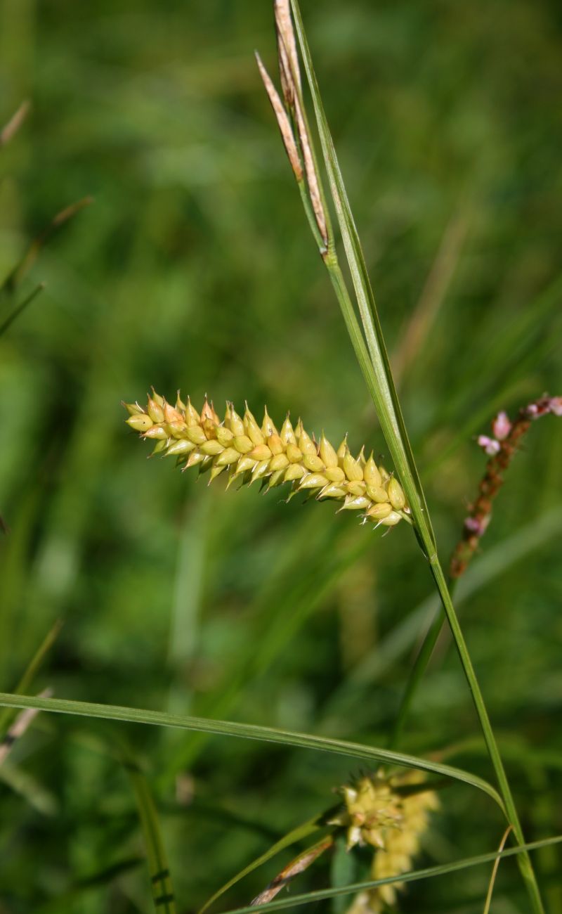 Blister sedge: Blasen-Segge ( Carex vesicaria ), Sauergräser (Cyperaceae) - Österreich/Austria/Autriche: Oberösterreich, Hausruckviertel, Kien NW Attnang-Puchheim