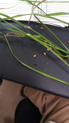 Blister sedge (Carex vesicaria)