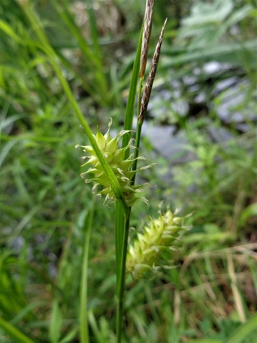 Blister sedge (Carex vesicaria)