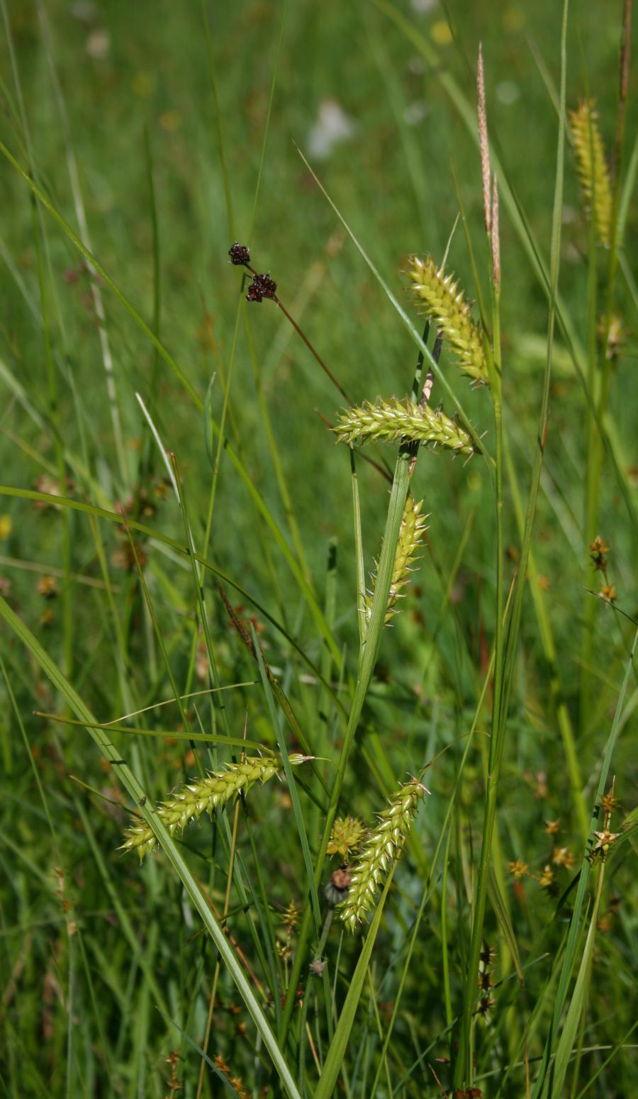 Blister sedge: Blasen-Segge ( Carex vesicaria ), Sauergräser (Cyperaceae) - Österreich/Austria/Autriche: Oberösterreich, Hausruckviertel, Moorwiese ca. 2 km S Forsthaus Redlta