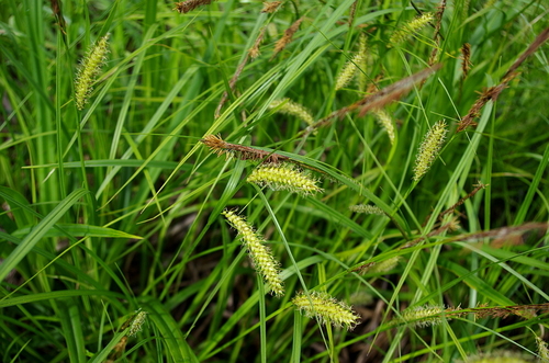 Blister sedge (Carex vesicaria)