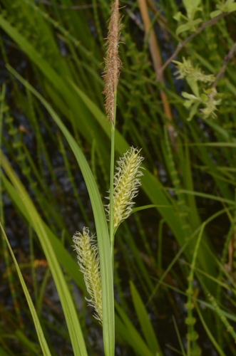 Blister sedge (Carex vesicaria)