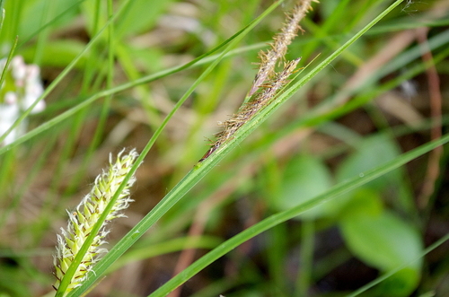 Blister sedge (Carex vesicaria)