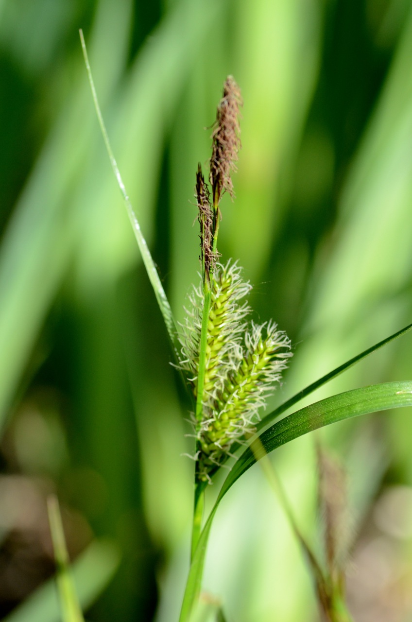 Blister sedge: Carex vesicaria