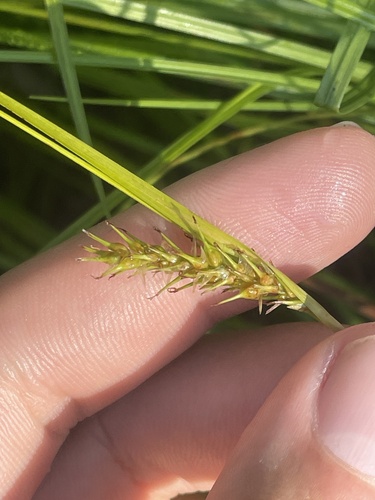 Blister sedge (Carex vesicaria)
